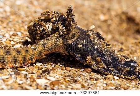 Water Snake