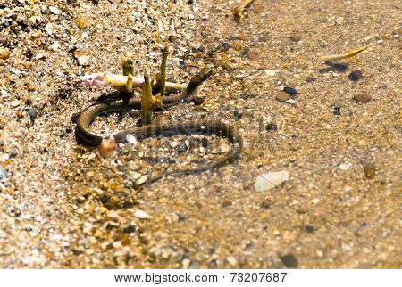 Water Snake