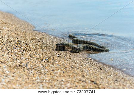 Water Snake