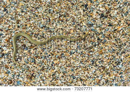 Water Snake