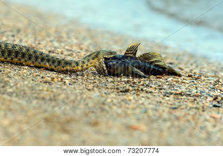 Water Snake