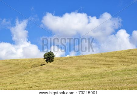 View of a field in autumn with a oak tree