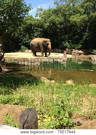 Elephant