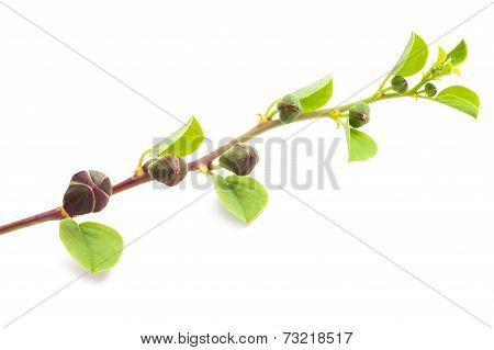 Capers