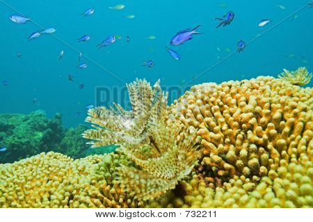 Reef scene
