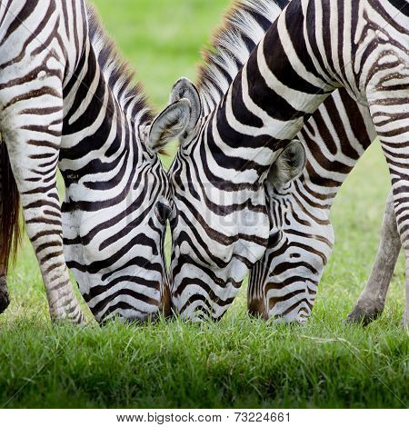 Group Of Zebras