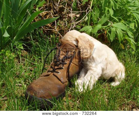 アメリカのコッカー Spaniel の非表示