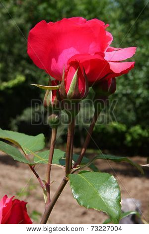 Red Rose