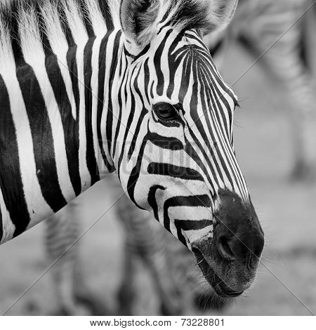 A Headshot Of A Burchell's Zebra