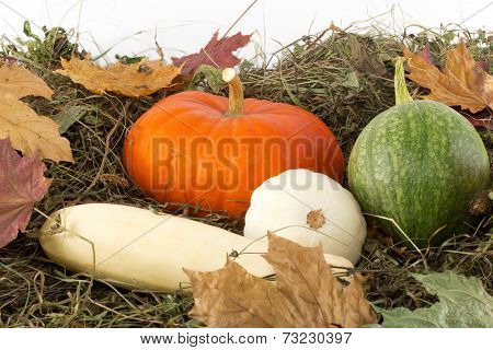 Harvest