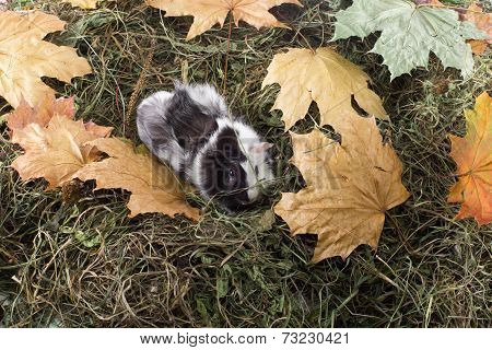 Guinea pig