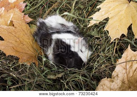 Guinea pig