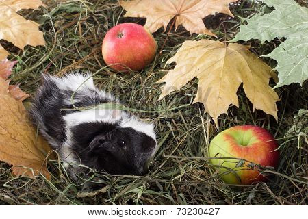 Guinea pig