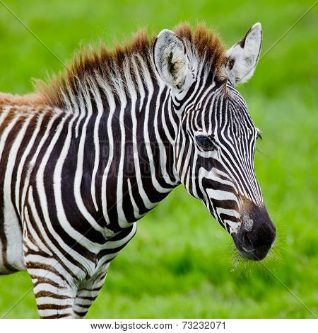 A Headshot Of A Burchell's Zebra