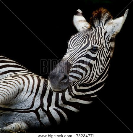 A Headshot Of A Burchell's Zebra