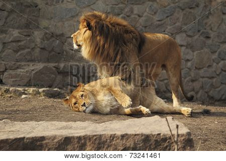 Cute Lions Family