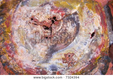 Petrified Forest