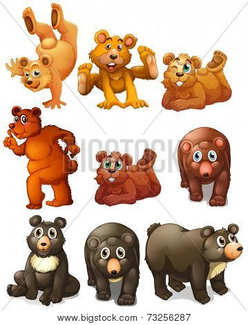 Illustration of different positions	 of bears
