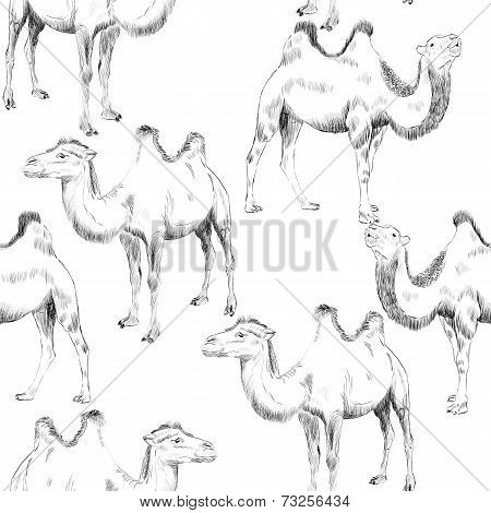 hand drawn camel