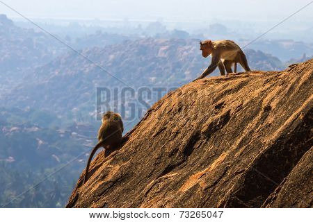 Monkeys In The Mountain