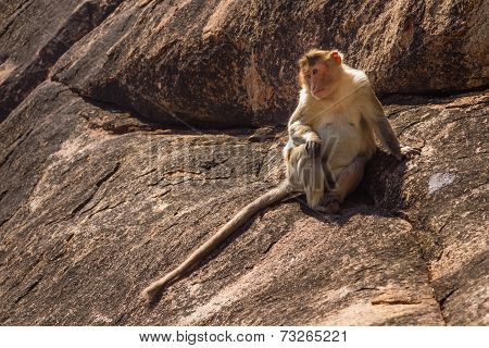 Monkey In The Mountain