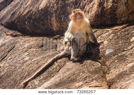 Monkey In The Mountain
