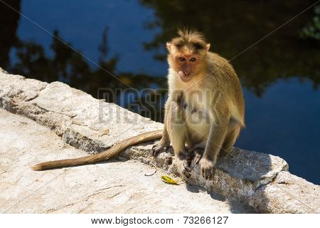 Monkey