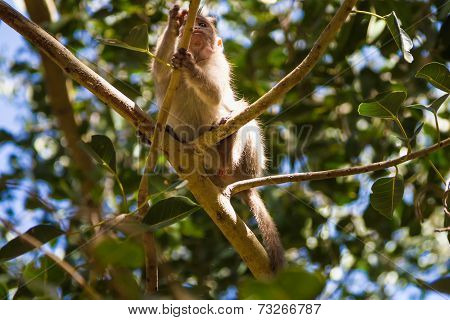 Monkey In The Forest