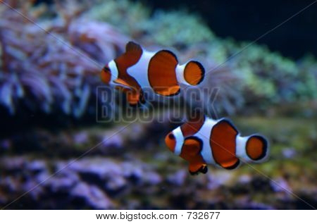 Trouver Nemo