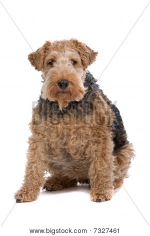 Airedale เทร์เรียร์