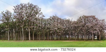Paulownia Trees In Flower During Spring