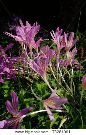 Pink Autumn Crocuses
