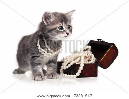 Fashionable Kitten