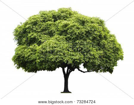 Bullet Wood Tree Isolated