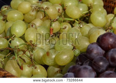Closeup Of Clusters Of Mature Grapes After The Harvest