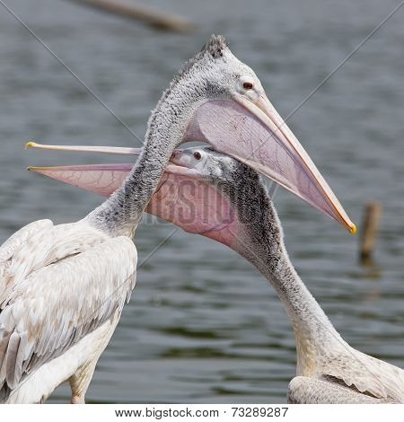 Closeup Spotted-billed Pelecan Bird