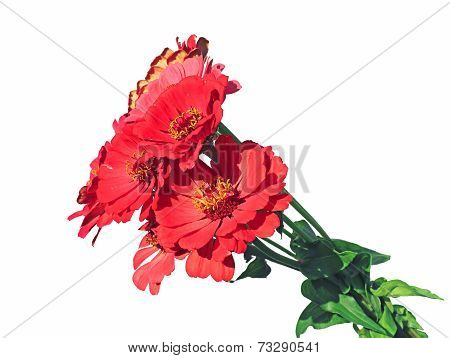 Bright Red Flower Zinnias