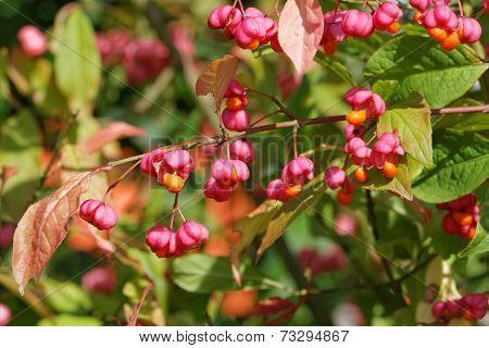 European Spindle Tree with Seed Vessels