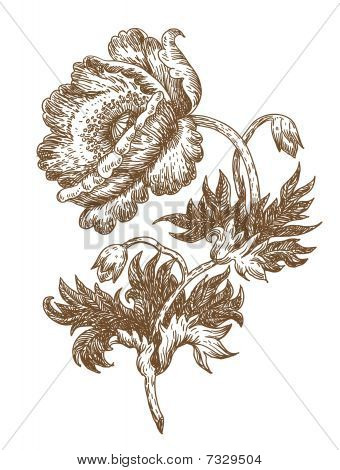 Mohn