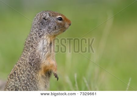 Erdhörnchen squirrel