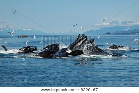 หลังค่อมฟองสุทธิอาหาร