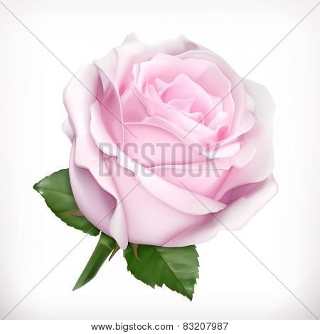 Pink Rose 矢量图和照片（免费试用） | Bigstock