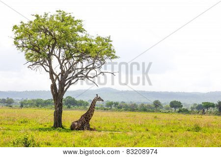 Giraffe Lays Under The Tree In Savanna