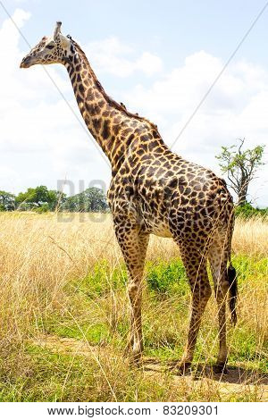 Giraffe Goes Near The Road In African Savanna