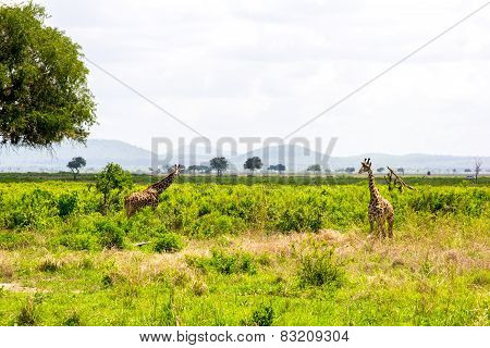 Two Giraffes In The Grass