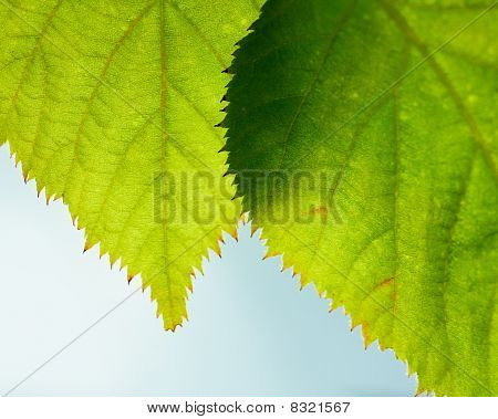 Groene blad Closeup achtergrond.