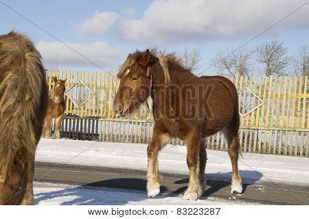 Winter. Young foals pass paved road