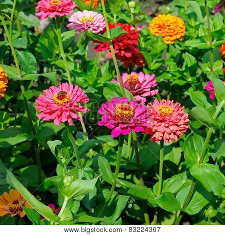 Background Of Beautiful Flowers Zinnias
