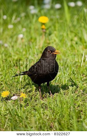 Blackbird อยากรู้อยากเห็น