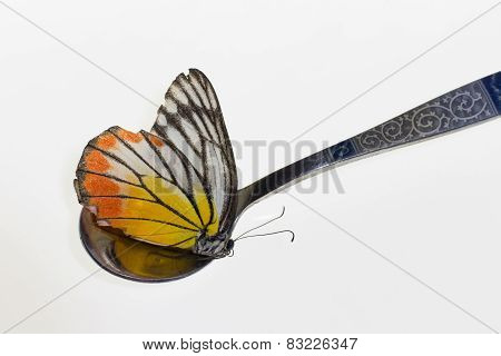 Yellow Butterfly In Spoon